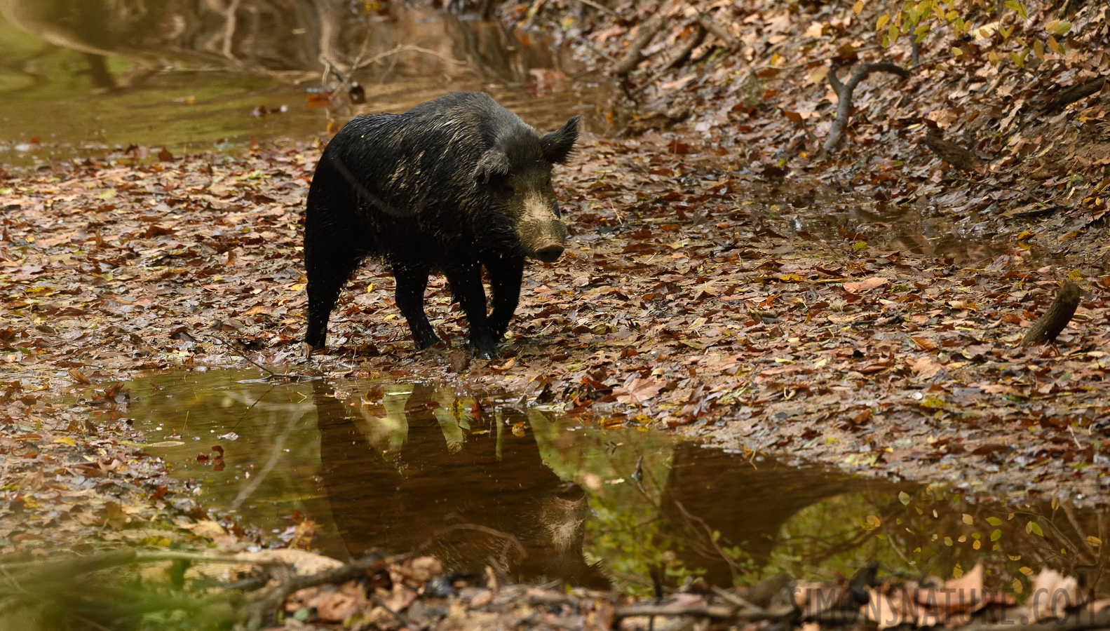 Sus scrofa domesticus [400 mm, 1/250 sec at f / 7.1, ISO 2500]